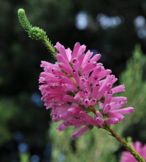   Erica verticillata Adonis