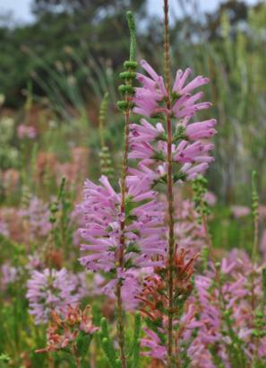 Erica verticillata Belvedere