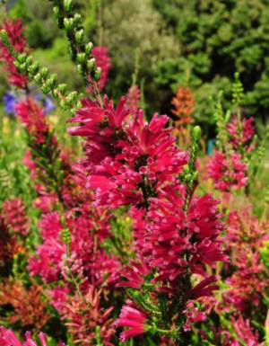 Erica verticillata Cherise