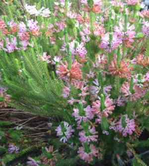 Erica verticillata Tresco Abbey