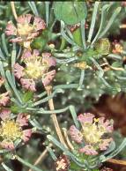 Euphorbia pentops