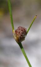 Inflorescence showing bracts of F.dunensis Photo: Dr. M. Muasya