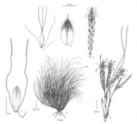 Ficinia esterhuyseniae drawn by Margaret Tebbs