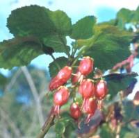 Greyia flanaganii  flower buds Photo G. Nichols