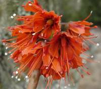 Greyia radlkoferi flower head Photo G. Nichols