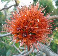 Greyia sutherlandii flower head. Photo G. Nichols