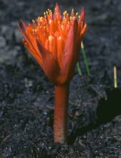 Haemanthus canaliculatus (Colin Paterson-Jones)