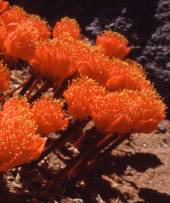 Haemanthus crispus (Colin Paterson-Jones)