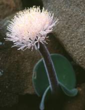 Haemanthus humilis (Colin Paterson-Jones)