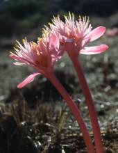 Haemanthus barkerae (Colin Paterson-Jones)