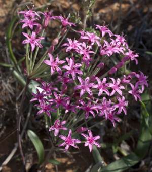 In flower