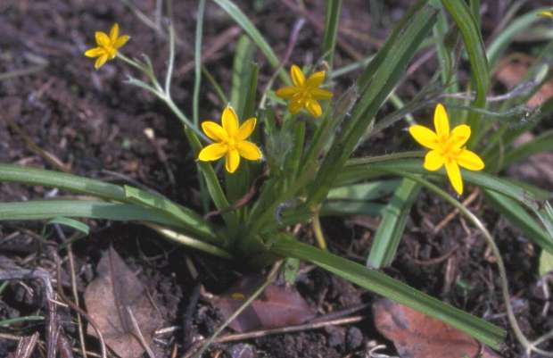 Hypoxis augustifolia