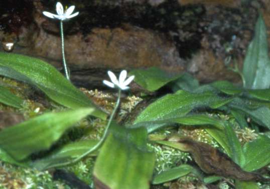 Hypoxis membranacea