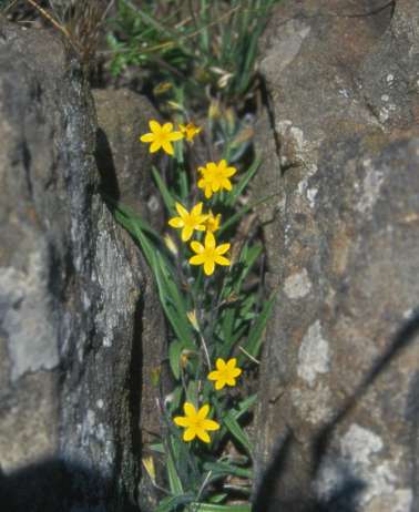 Hypoxis parvula