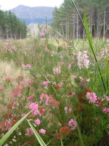 Erica verticillata at Prinskasteel