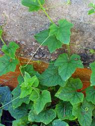 Cucumis metuliferus leaves