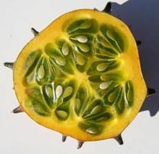 Cucumis metuliferus fruit cross section