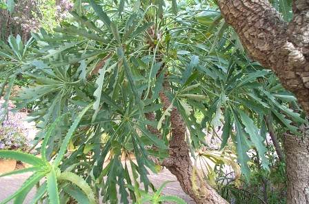 Cussonia paniculata