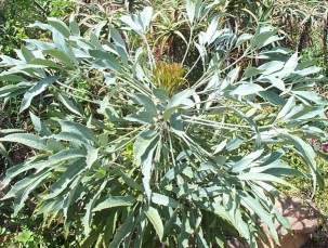 Unlobed leaves of C.paniculata subsp.paniculata