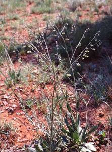 Cynoglossum hispidum