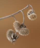 Hairy nutlets