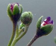 Close up of the flowers