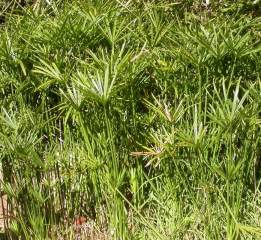 Cyperus textilis