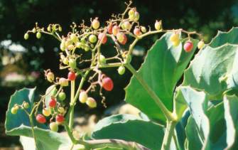 Leaves and berries