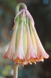 Flower of Cyrtanthus falcatus