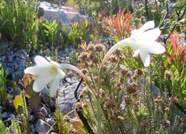 Rocky habitat of Cyrtanthus leucanthus