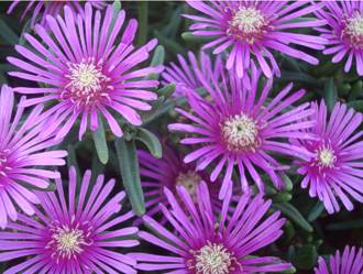 Delosperma lydenburgense groundcover