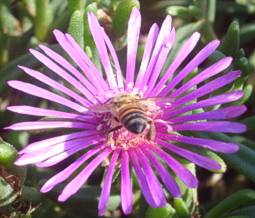 Delosperma lydenburgense visited by bee