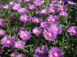 Delosperma lydenburgense groundcover