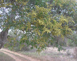 D. schlechteri in flower