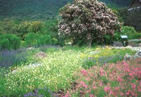 Diascias in the foreground- summer at Kirstenbosch