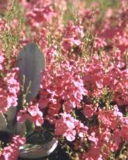 Diascia with Cotyledon