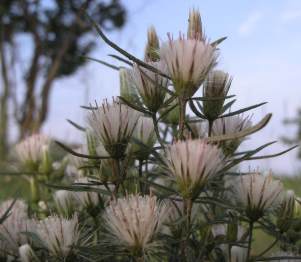 In flower