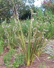 Graceful plant with arching inflorescence