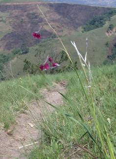 Growing near Mapumulo