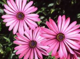 Brightly coloured flowers