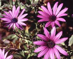 Striking purple flowers