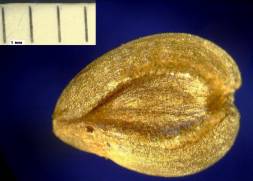 Seed from disc florets