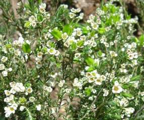 Diosma hirsuta 'Blue Downs'