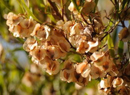 Dodonaea viscosa var. angustifolia flowers fruit