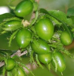 Unripe fruits