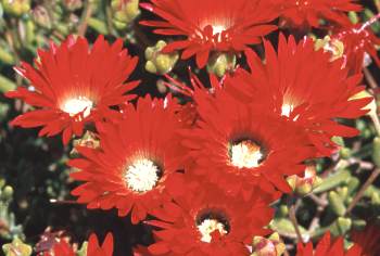 Drosanthemum speciosum