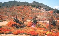 In bloom in Karoo Desert NBG