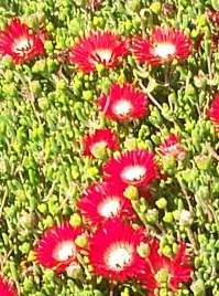 Succulent small green leaves and red flowers