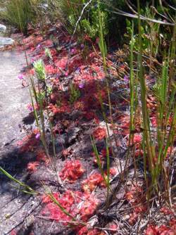 Growing in habitat