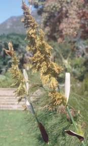 Male inflorescence